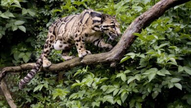 clouded leopard